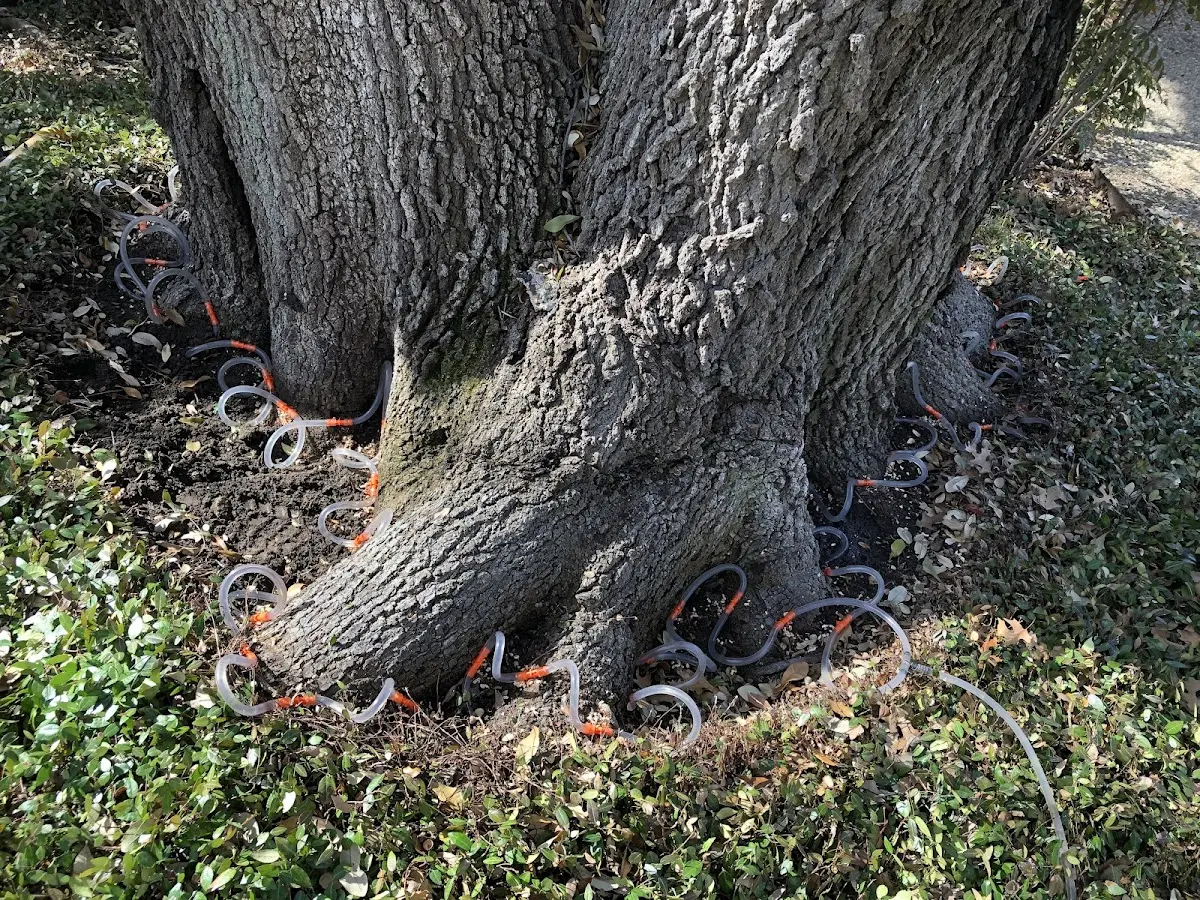 Detailed Tree Cabling and Bracing job site in Schlater