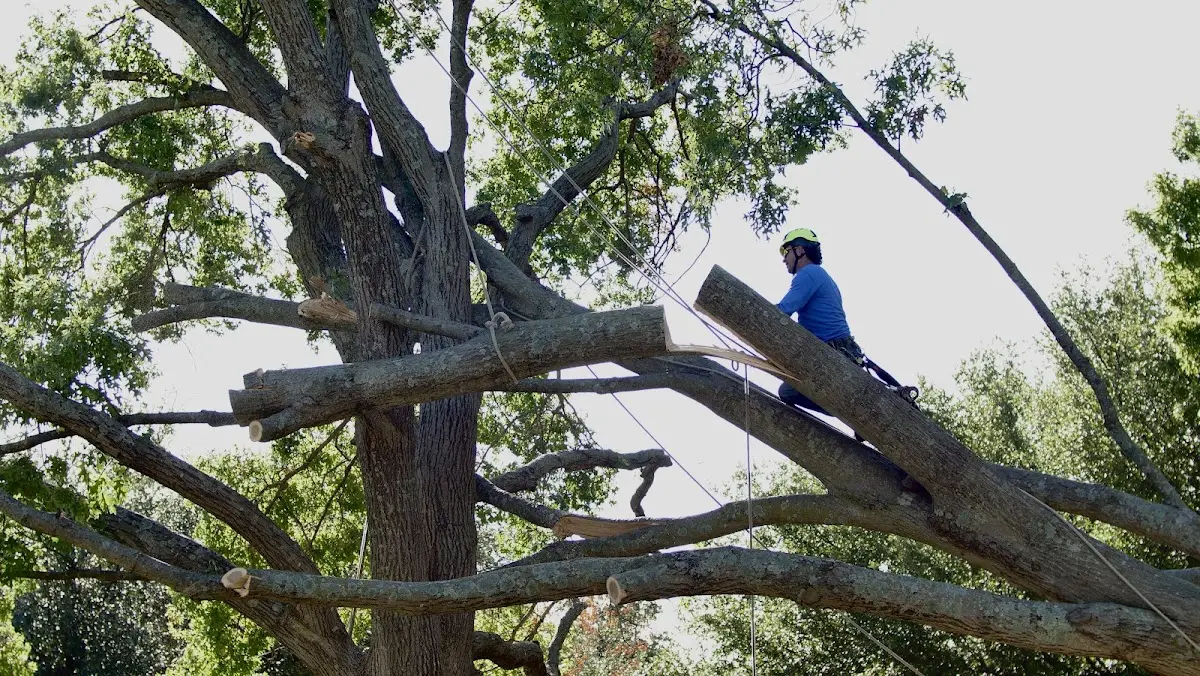 Professional Hazardous Tree Removal performed by certified arborists in Schlater