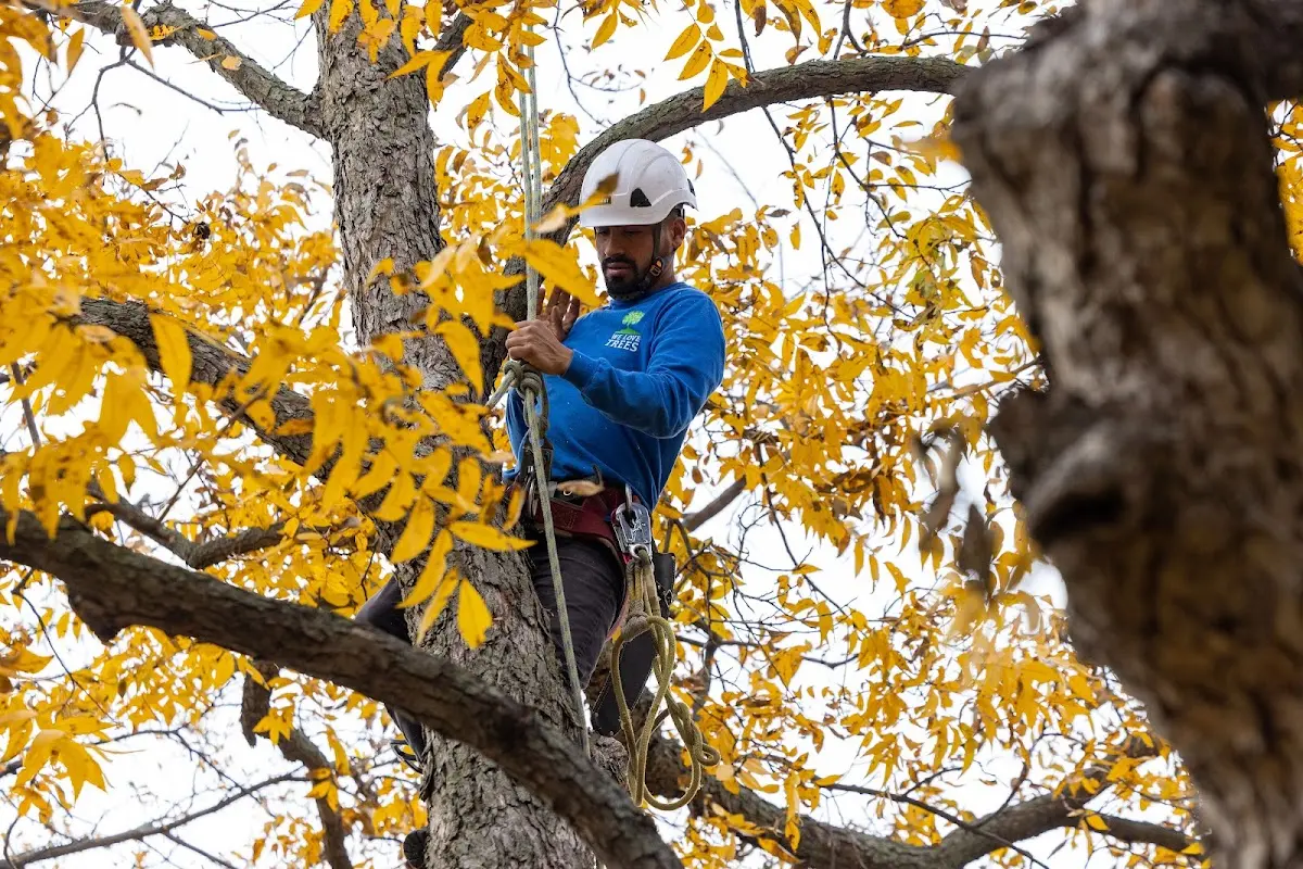 Skilled Dead Tree Removal crew working in Schlater